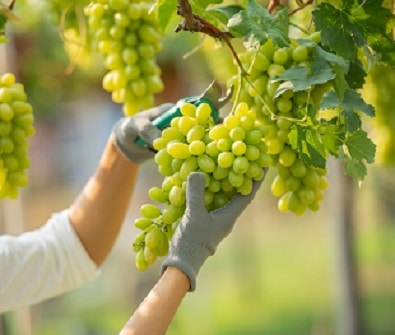 female wearing overalls collecting grapes vineyard