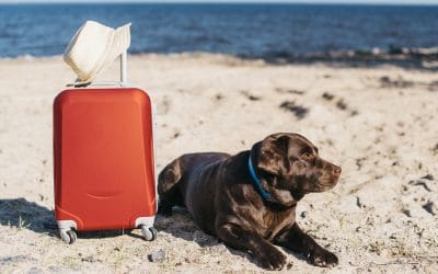 Vai viajar com seu cachorro? Esse post é para você!