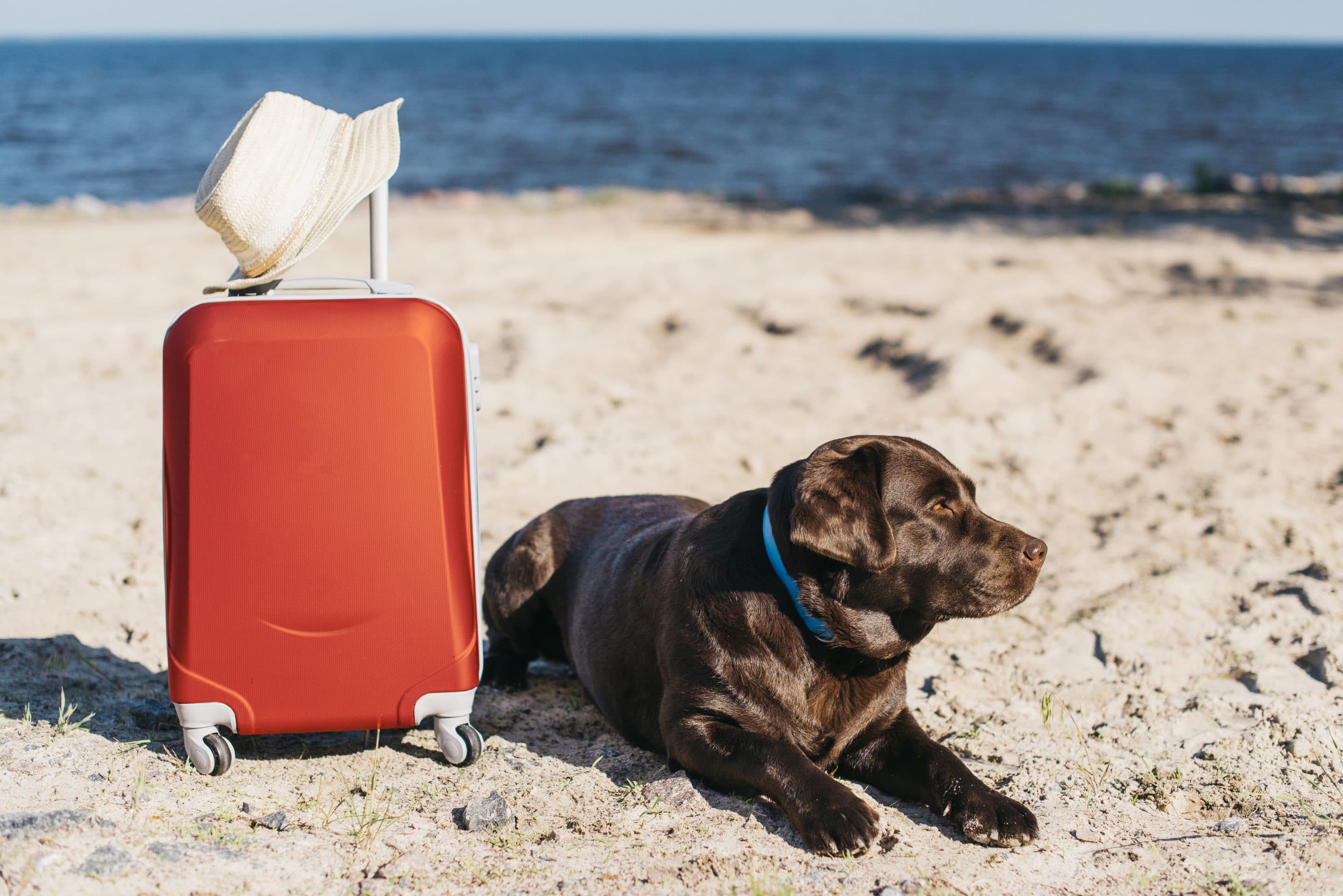 Vai viajar com seu cachorro? Esse post é para você!