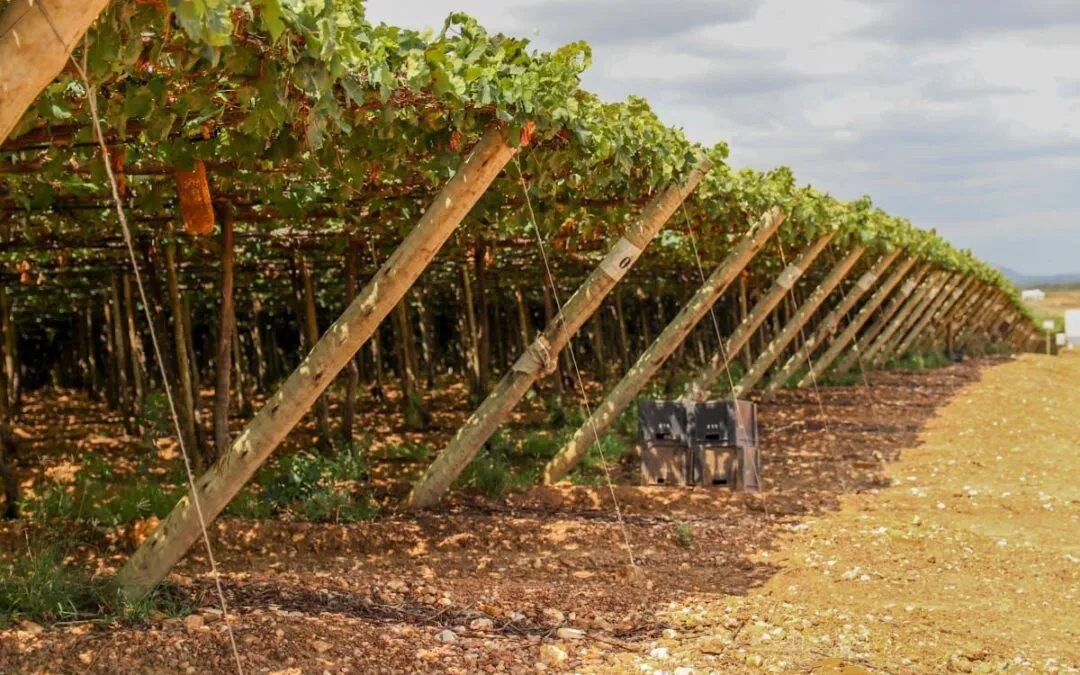 Petrolina 130 anos: Solo fértil que exporta sabores e oportunidades